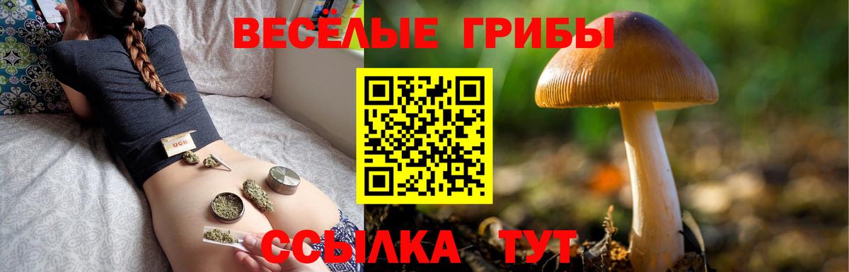 как найти закладки  Галлюциногенные грибы MAGIC MUSHROOMS  Гагарин  Псилоцибиновые грибы Cubensis 